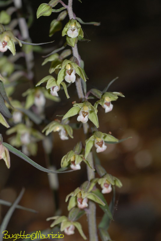 Epipactis purpurata Sm.1828 - scura,chiara(?)